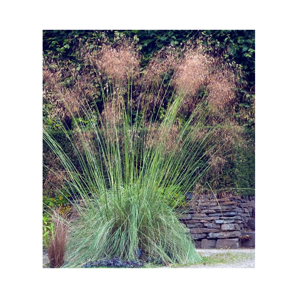 STIPA gigantea