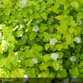 PHYSOCARPUS opulifolius Dart's Gold