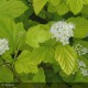 PHYSOCARPUS opulifolius Dart's Gold