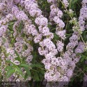 BUDDLEIA alternifolia