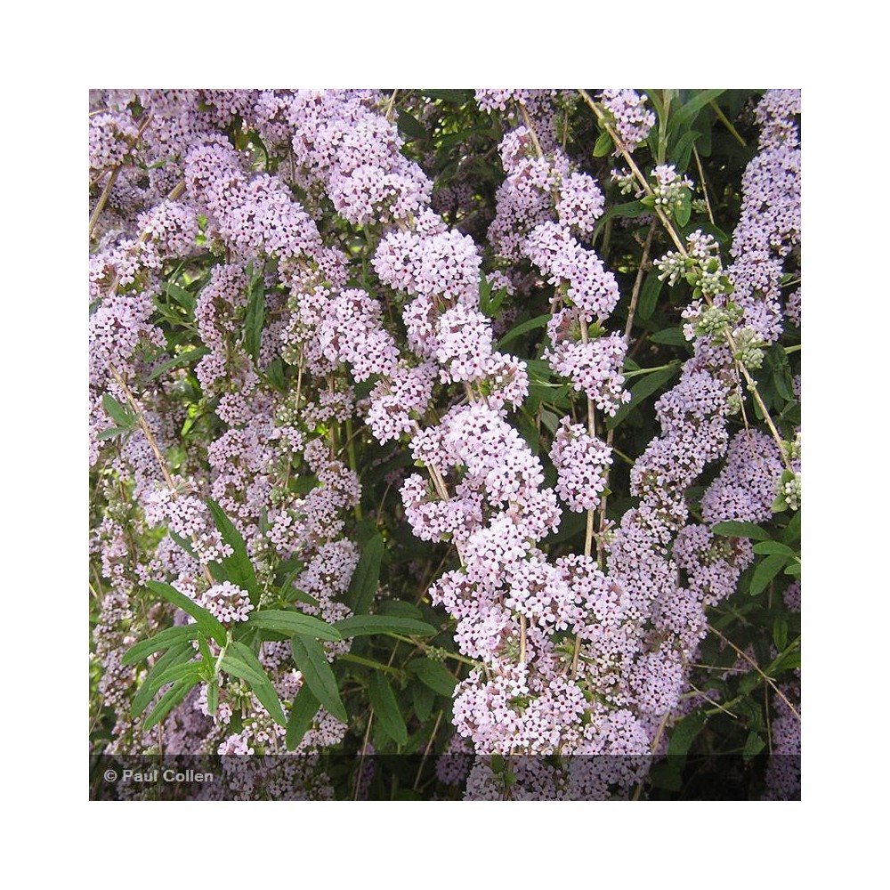 BUDDLEIA alternifolia