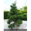 PINUS thunbergii