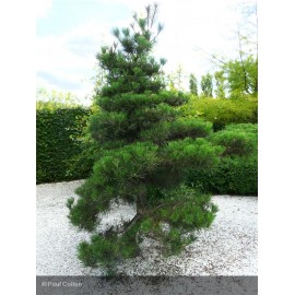 PINUS thunbergii