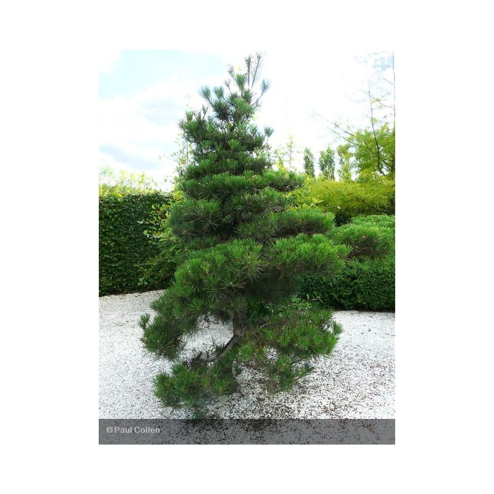 PINUS thunbergii