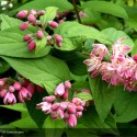 DEUTZIA x Perle Rose