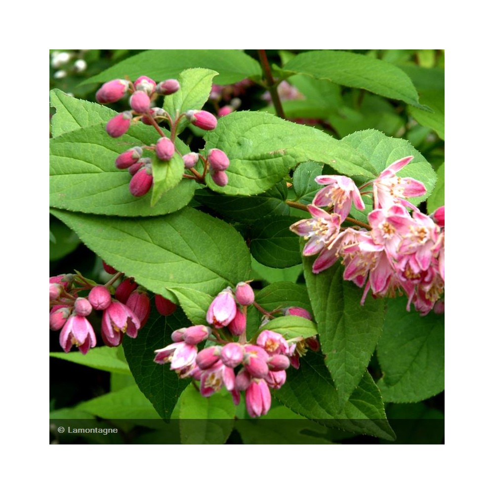 DEUTZIA x Perle Rose