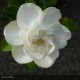 GARDENIA jasminoides Crown Jewel