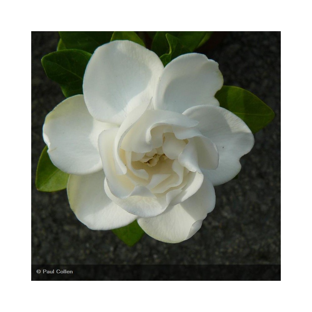 GARDENIA jasminoides Crown Jewel