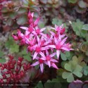 SEDUM spurium Fuldaglut