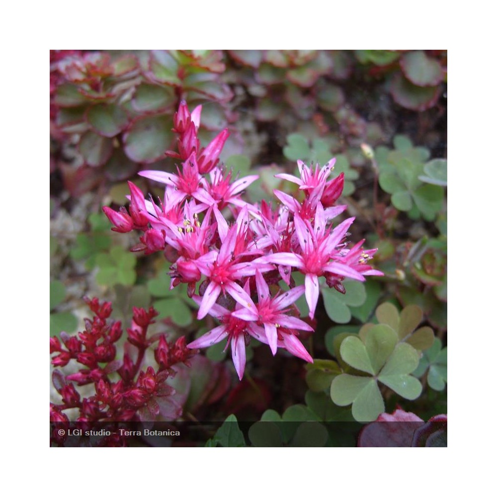 SEDUM spurium Fuldaglut