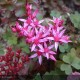 SEDUM spurium Fuldaglut