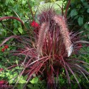 PENNISETUM x advena Fireworks