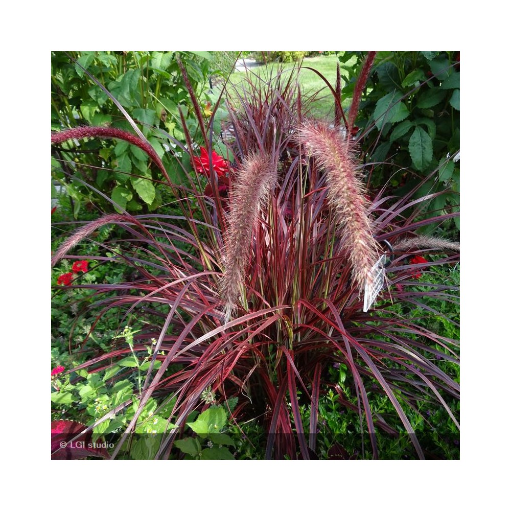 PENNISETUM x advena Fireworks