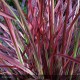 PENNISETUM x advena Fireworks