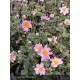 ANEMONE hupehensis Fantasy Pocahontas