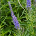 VERONICA spicata