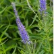 VERONICA spicata