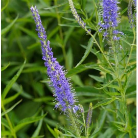 VERONICA spicata