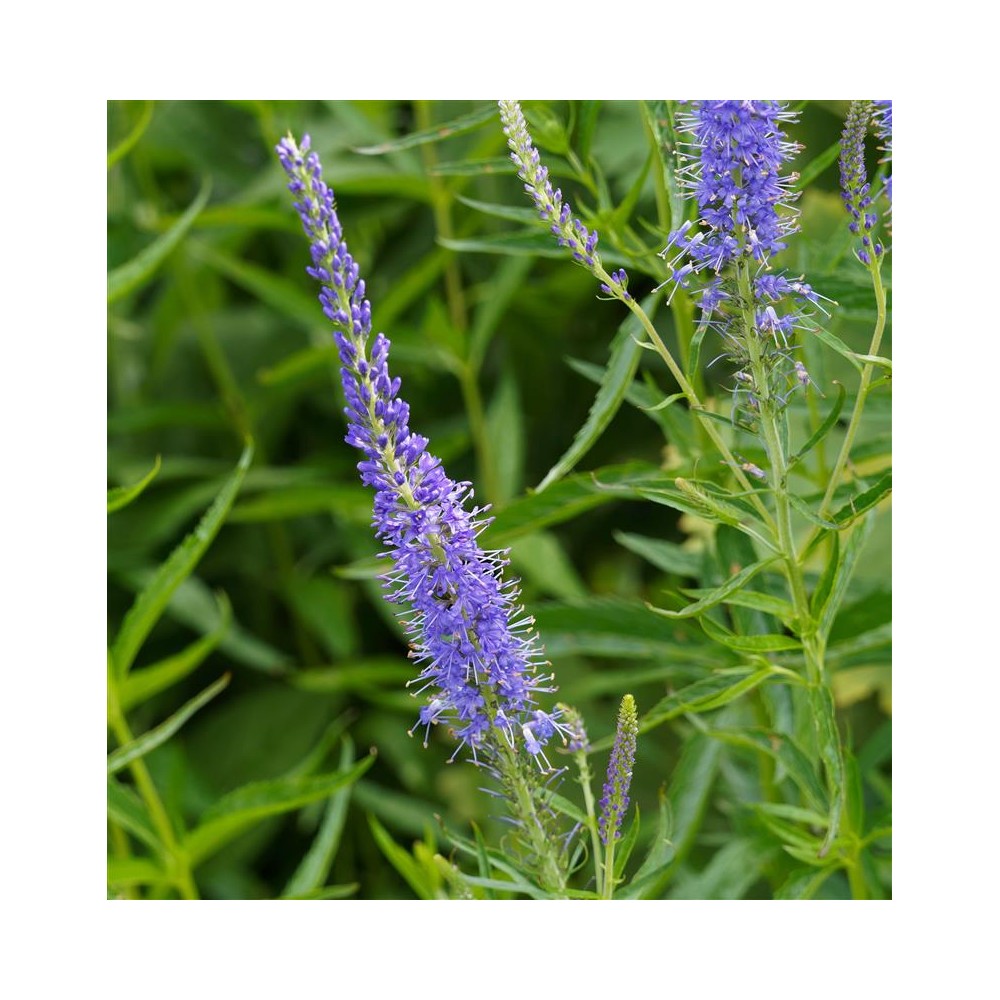 VERONICA spicata