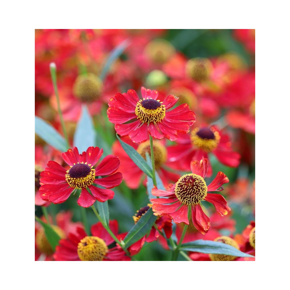 Selenium Rouge HELENIUM x Rouge - Pépinières de Corme-Royal