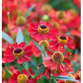 HELENIUM x Rouge