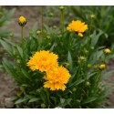 COREOPSIS grandiflora Early Sunrise