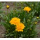 COREOPSIS grandiflora Early Sunrise