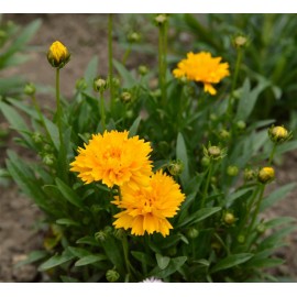 COREOPSIS grandiflora Early Sunrise