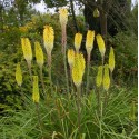 KNIPHOFIA citrida