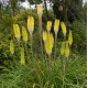 KNIPHOFIA citrida