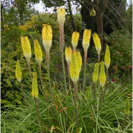 KNIPHOFIA citrida