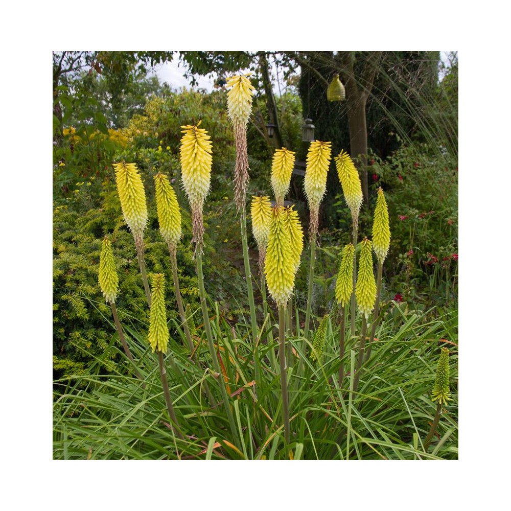 KNIPHOFIA citrida