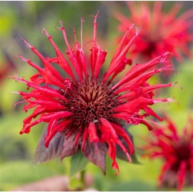 MONARDA didyma Fireball