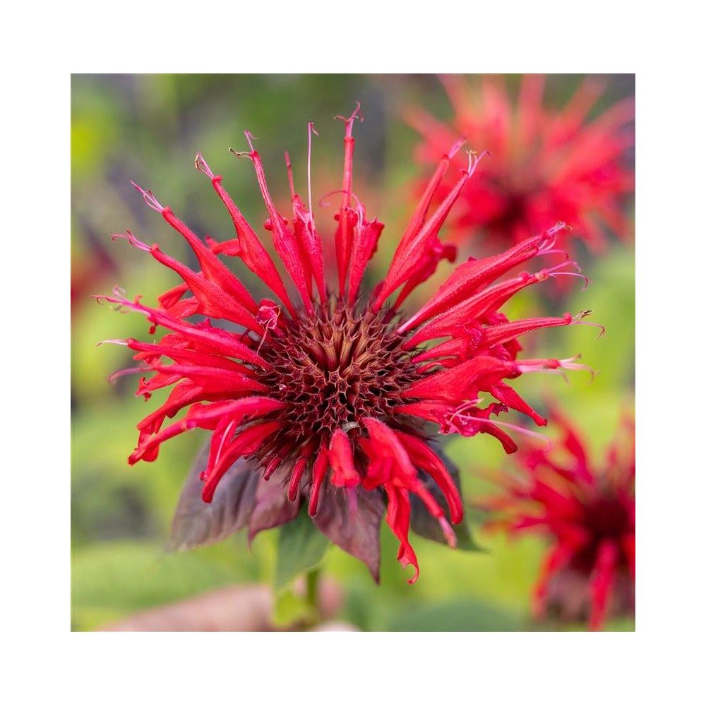 MONARDA didyma Fireball