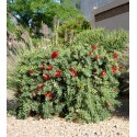 CALLISTEMON viminalis Red Star