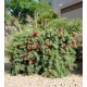 CALLISTEMON viminalis Red Star