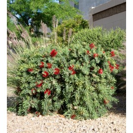 CALLISTEMON viminalis Red Star