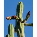 TRICHOCEREUS pachanoi