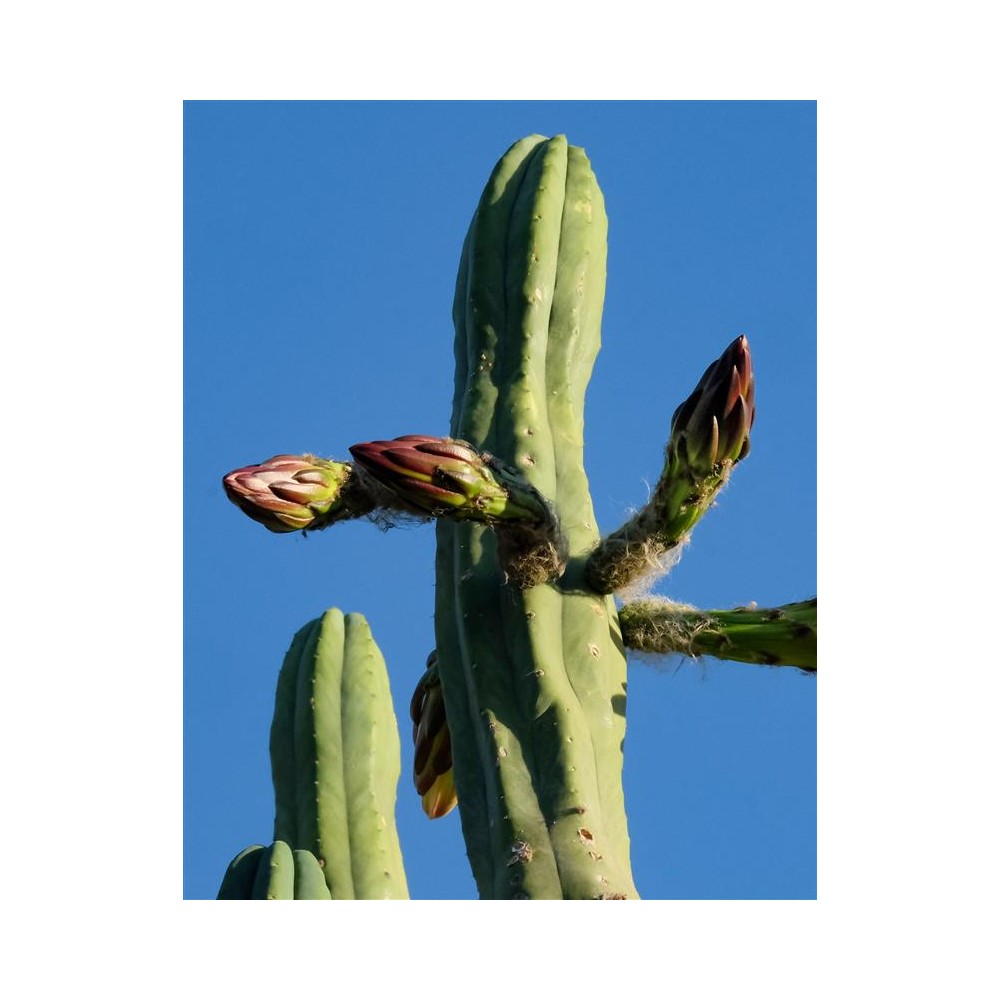 TRICHOCEREUS pachanoi