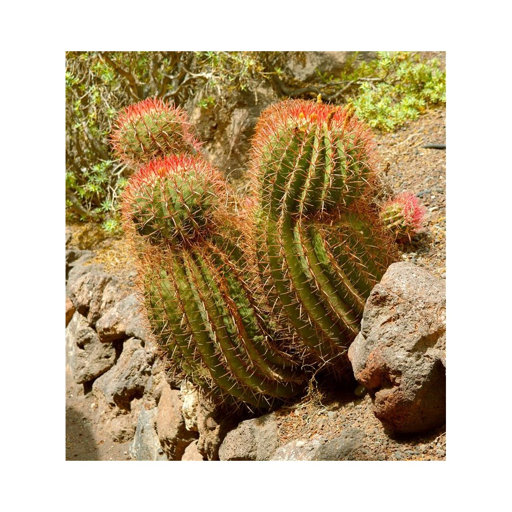 FEROCACTUS pilosus Stainesii