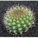 GYMNOCALYCIUM saglionis