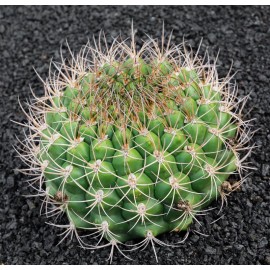 GYMNOCALYCIUM saglionis