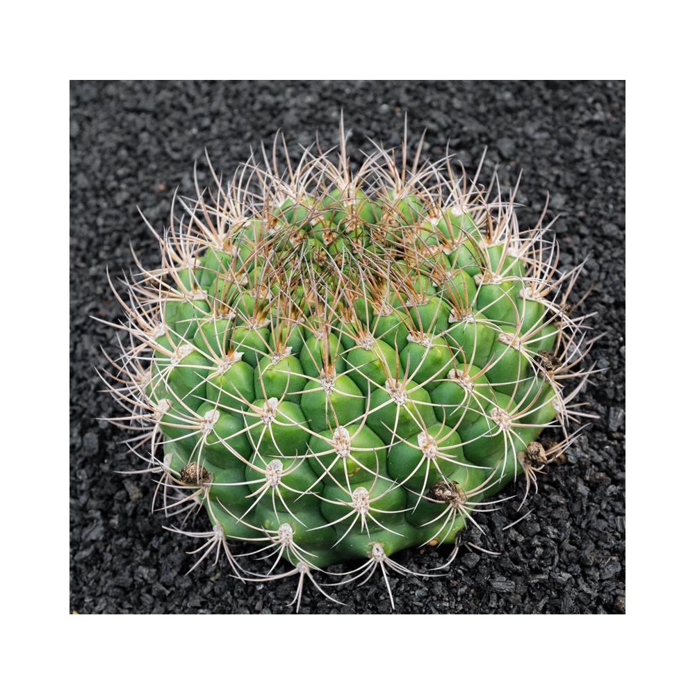 GYMNOCALYCIUM saglionis