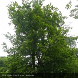 FAGUS sylvatica