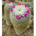 MAMMILLARIA hahniana