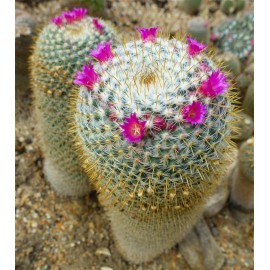 MAMMILLARIA hahniana