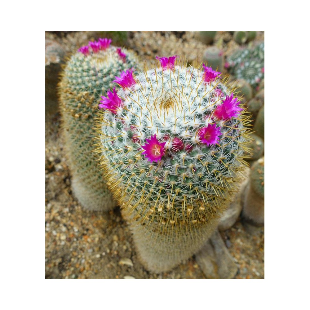 MAMMILLARIA hahniana