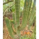 TRICHOCEREUS terscheckii