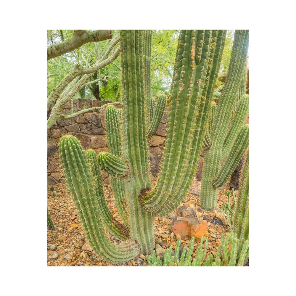 TRICHOCEREUS terscheckii