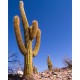 TRICHOCEREUS pasacana